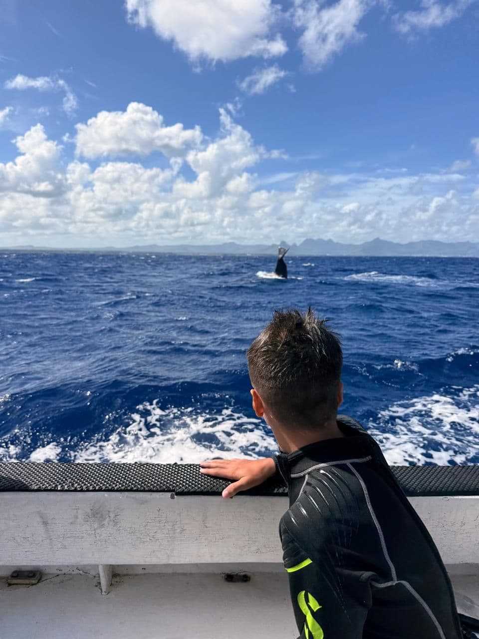 Dolphin & Whale Watching Excursion