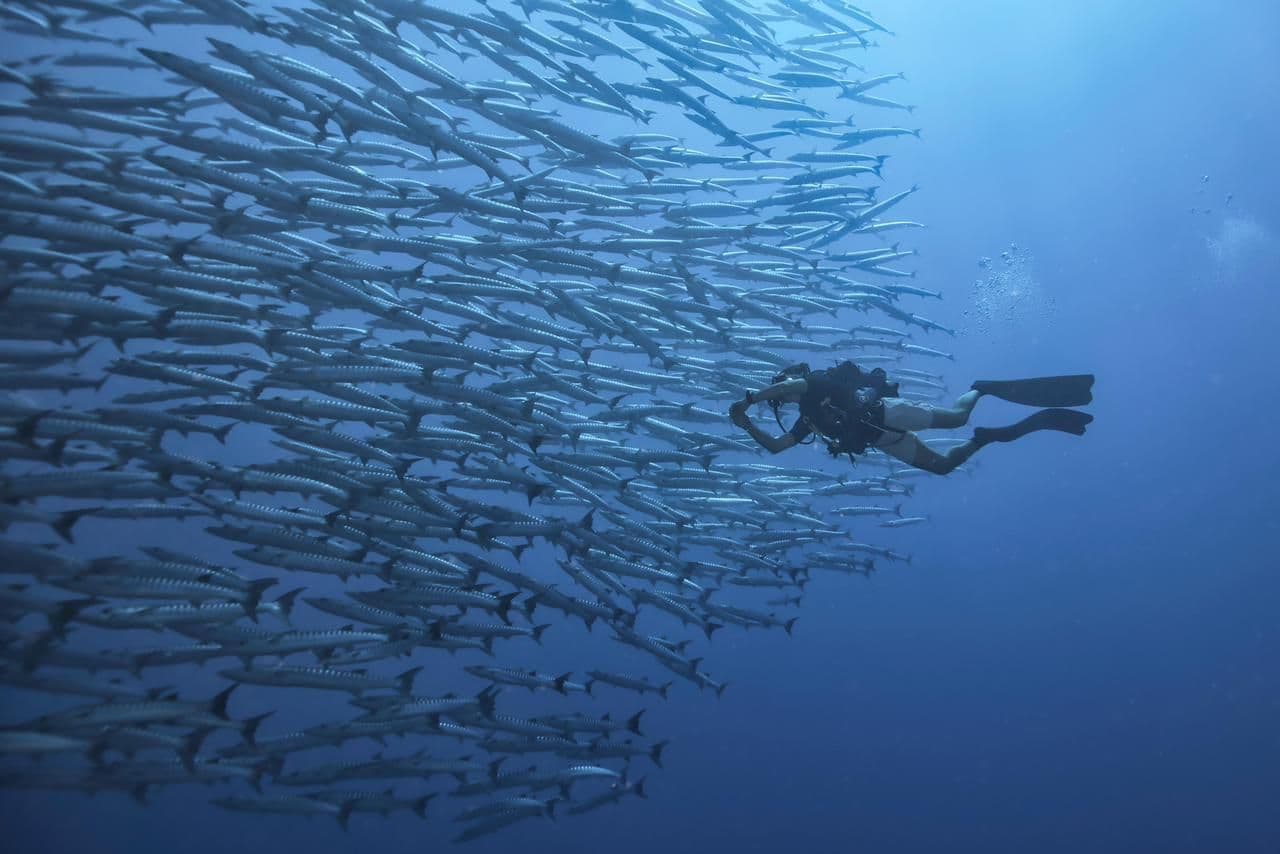 Two-Dive Scuba Adventure – Coin de Mire & Flat Island + Beach BBQ