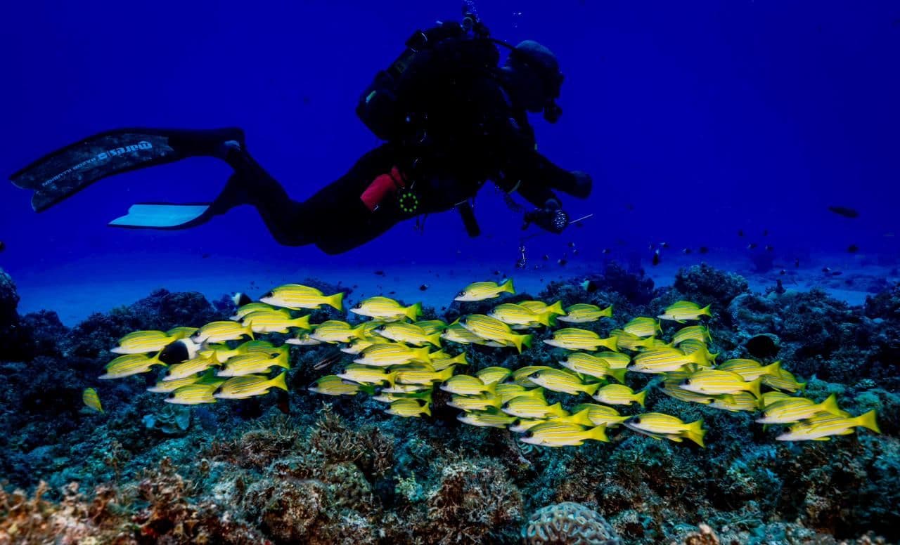 Certified Scuba Diving – (For Licensed Divers) - North