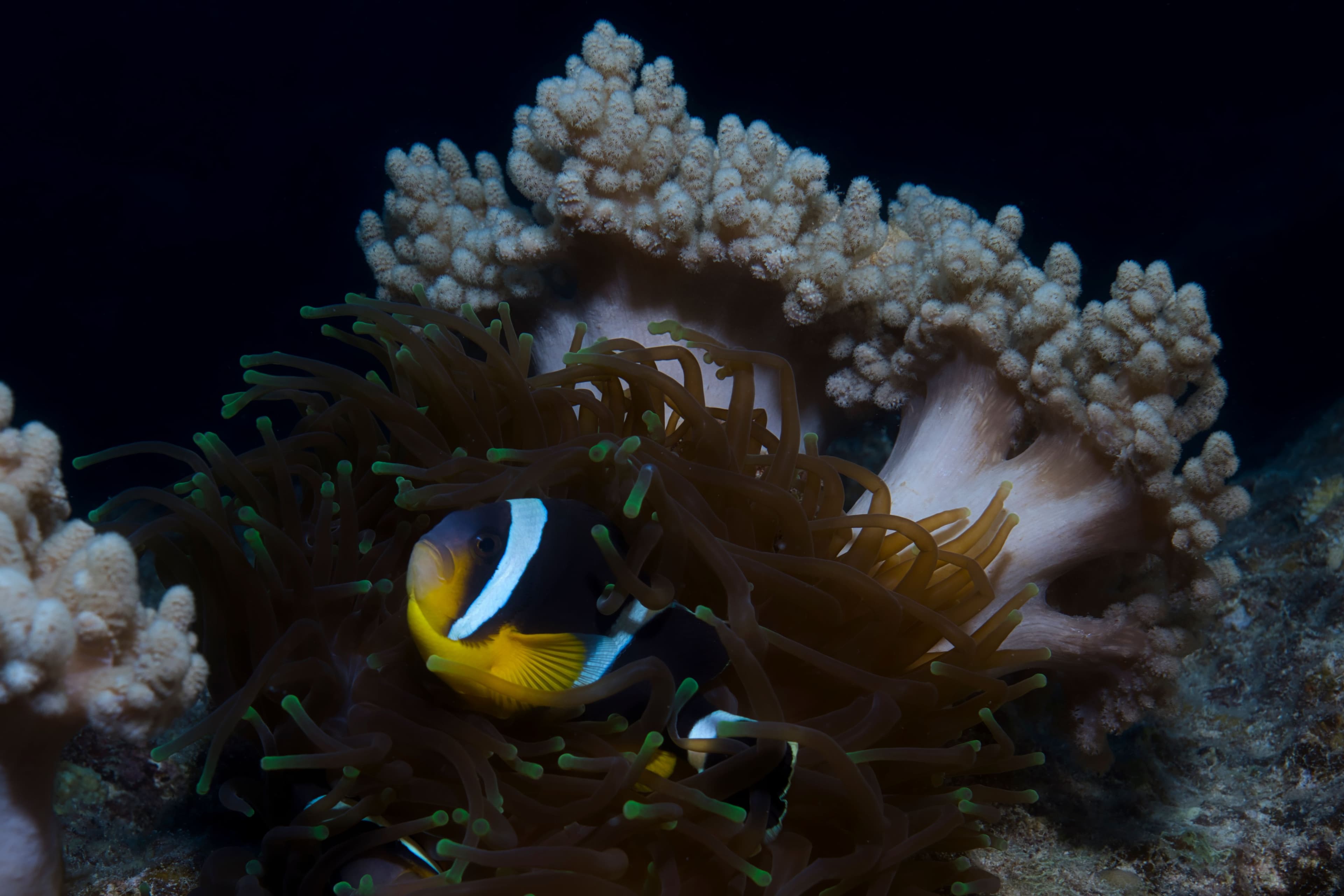 Scuba Diving - Discover Scuba Diving (DSD) - North Coast - Mauritius - 3