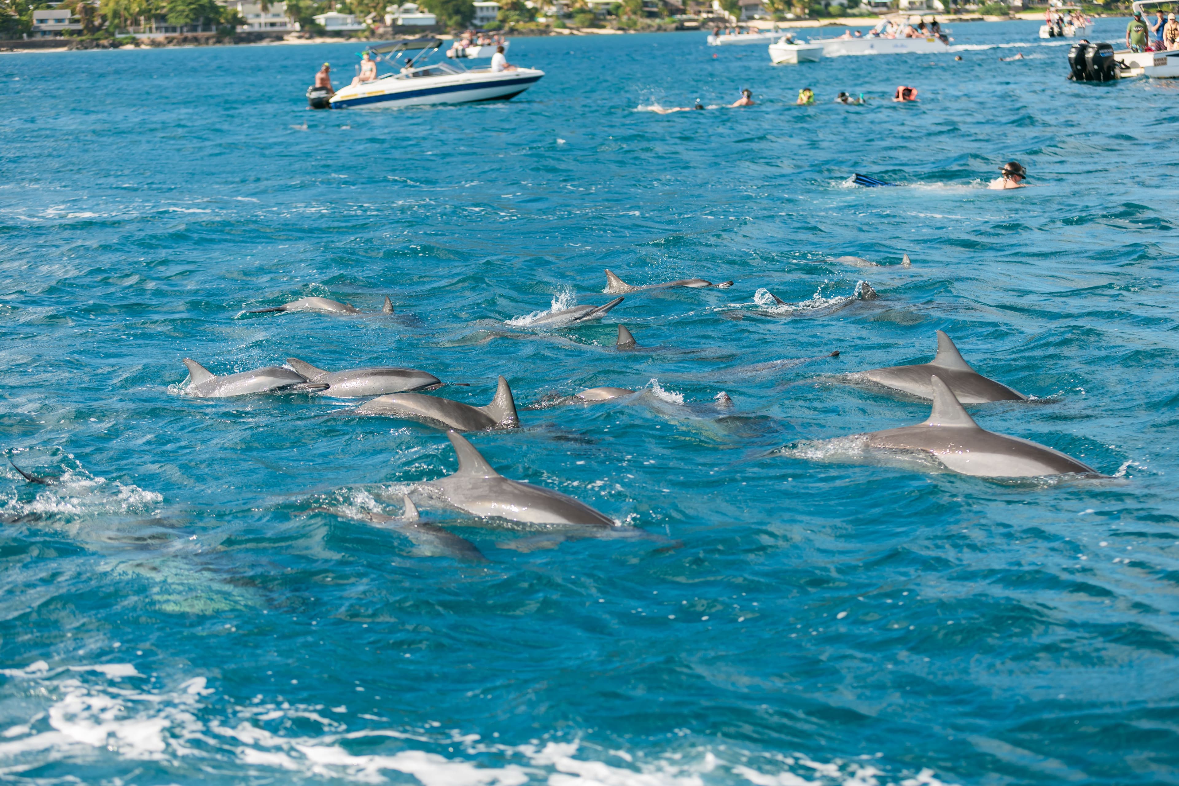 Private - Dolphin Watching & Swim Experience - 2