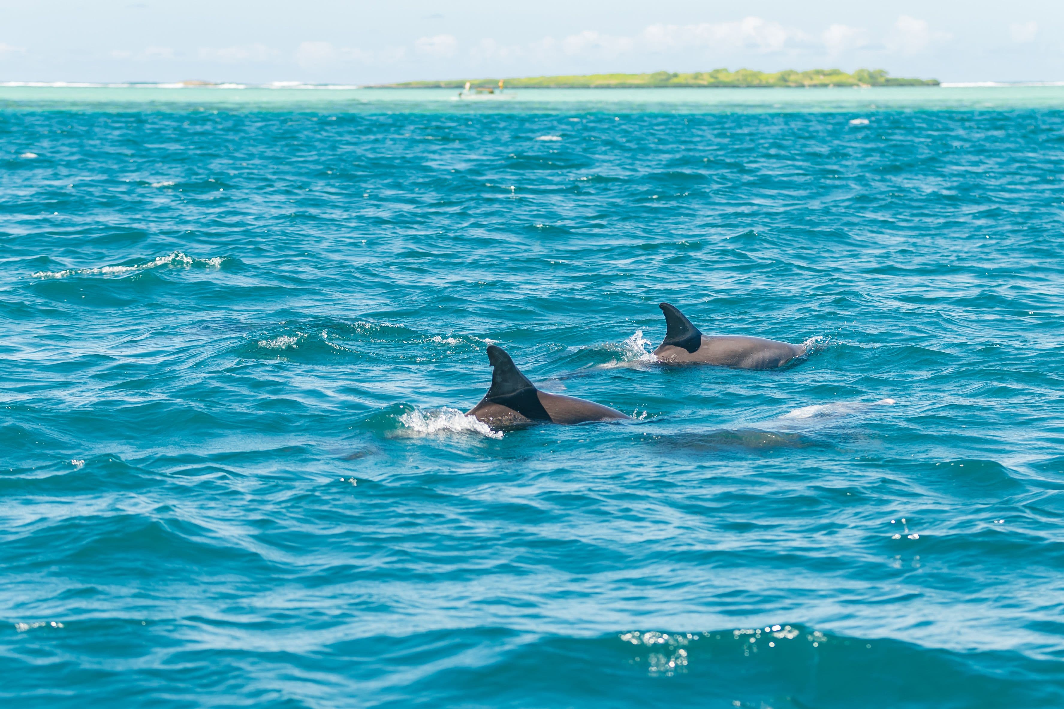 5 Island Cataspeed – South East - Mauritius – Grand River South (Full-Day Experience) - 3