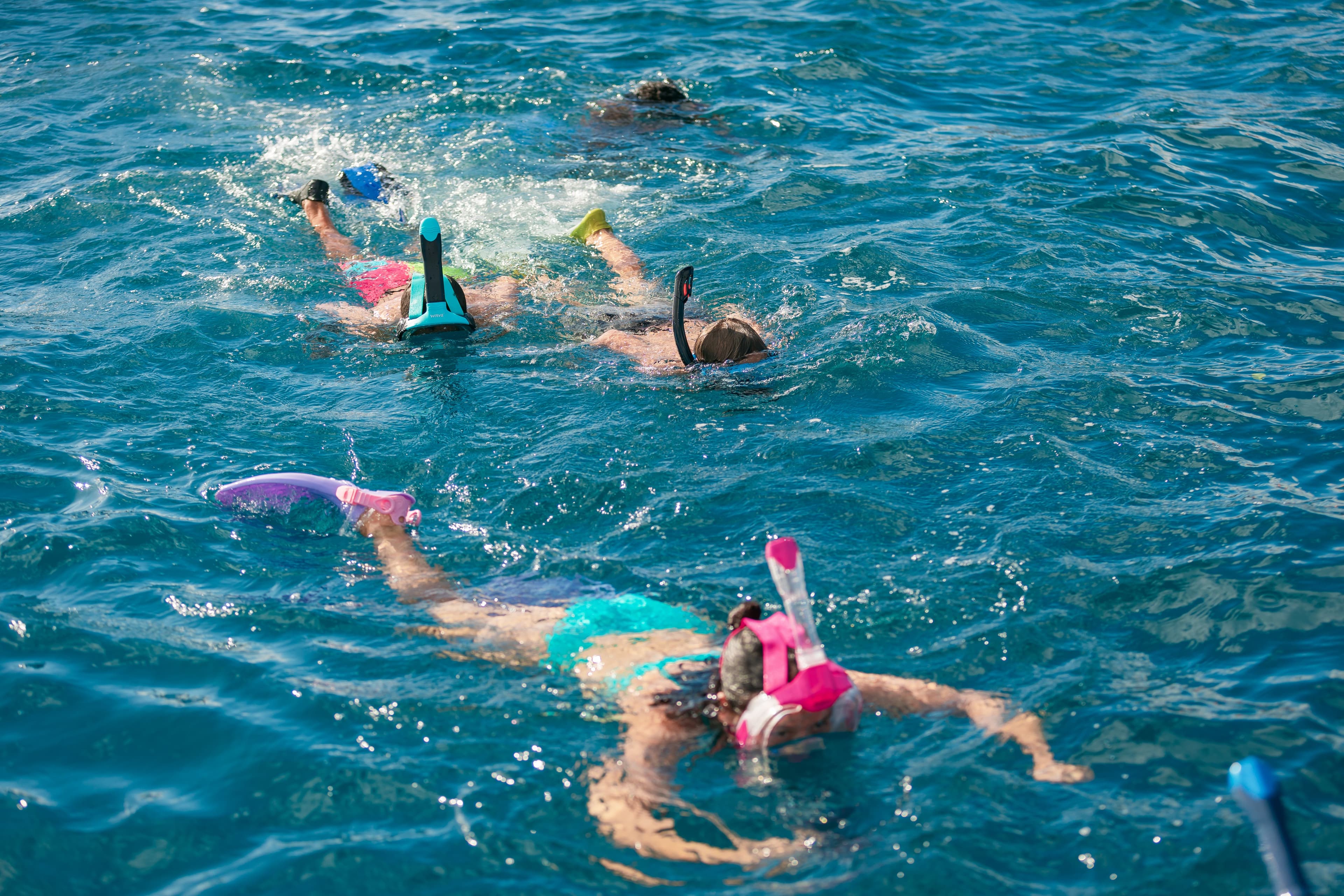 Private - Dolphin Watching & Swim Experience - 3
