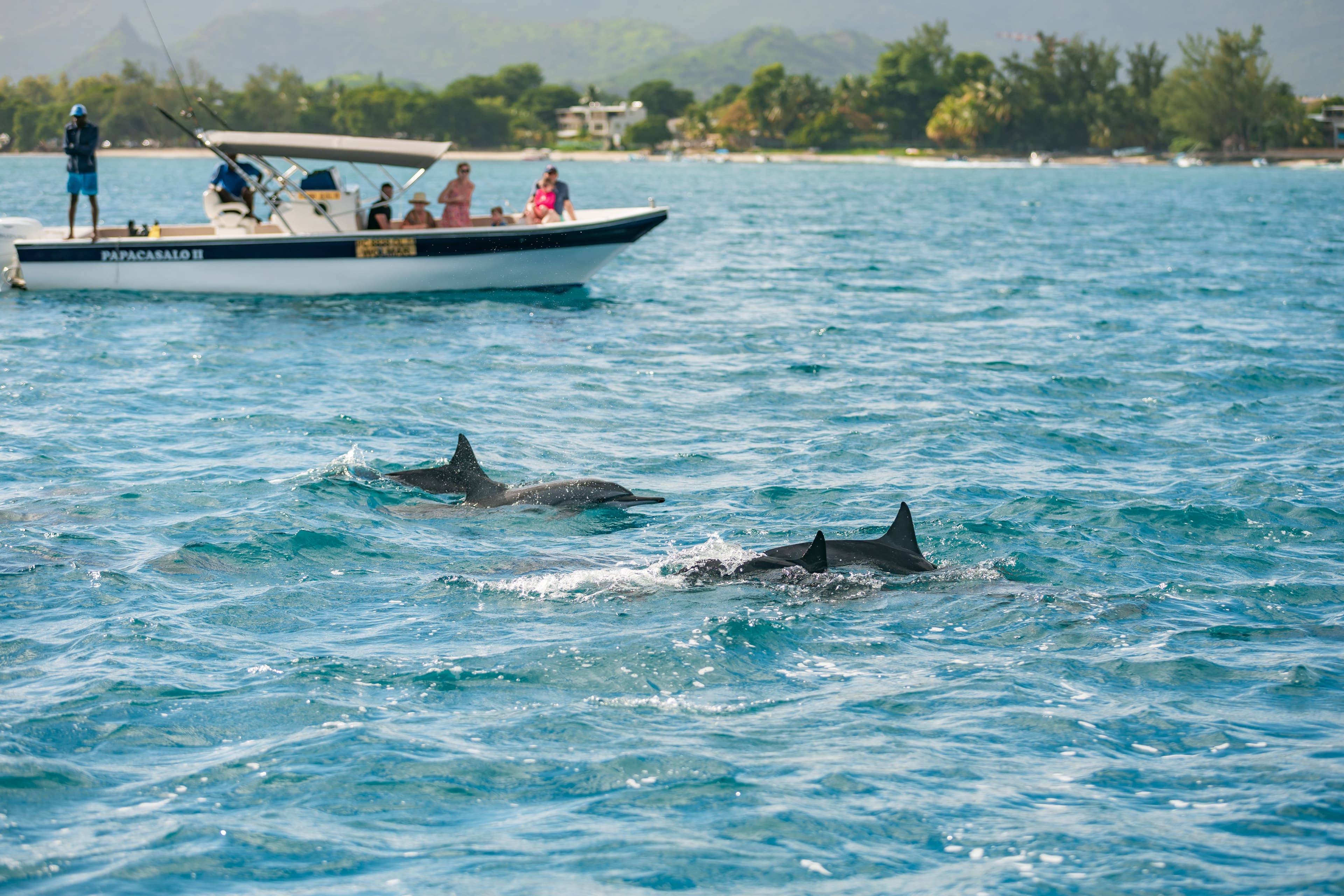 Private - Dolphin Watching & Swim Experience